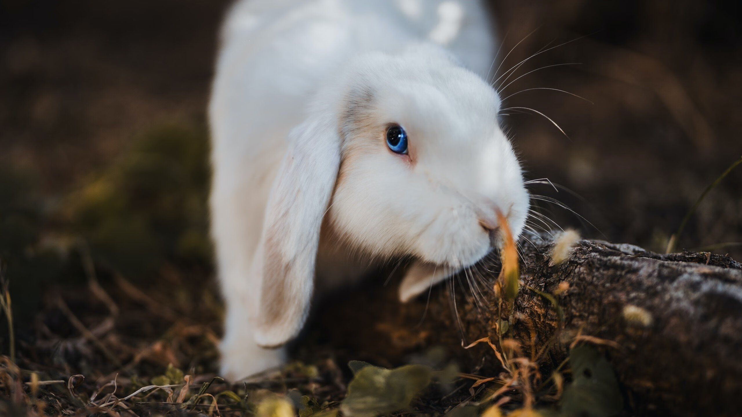 欧冠淘汰赛焦点战，加纳的红魔奇迹